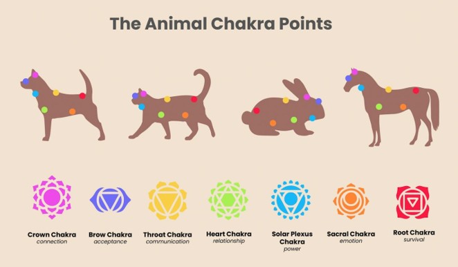 animal chakras
